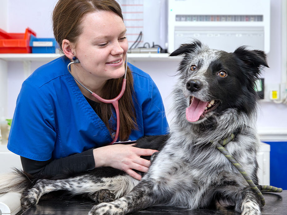 Young girl administering canine first aid on a black and grey puppy. 